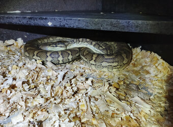 HADY na predaj - rušenie chovu - 10