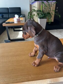 Doberman - 10