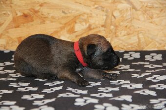 Belgický ovčiak malinois - 10