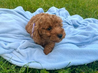 Pudel / pudlík - trpaslíči, šteniatka chlapci - 10