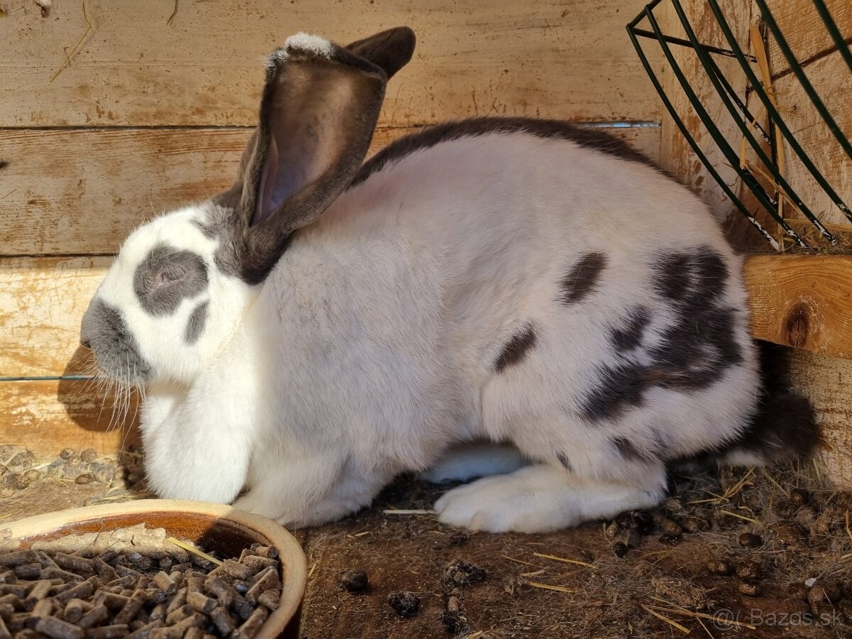 NOS ,FRANCUZSKY BARAN - 11