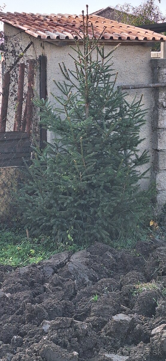 Živé smreky🎄 ako Vianočný stromček🎄 - 11