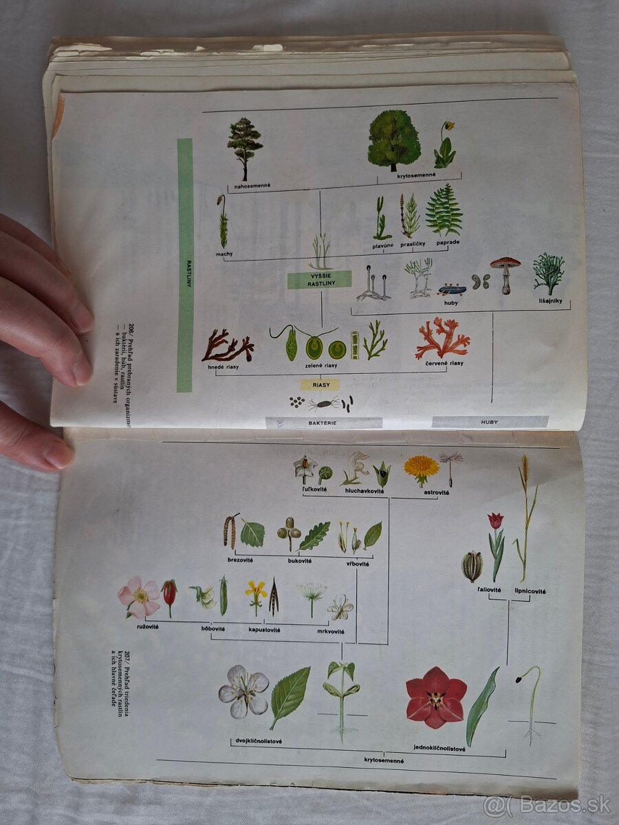 Prírodopis pre 5. ročník ZŠ (1988) - 11