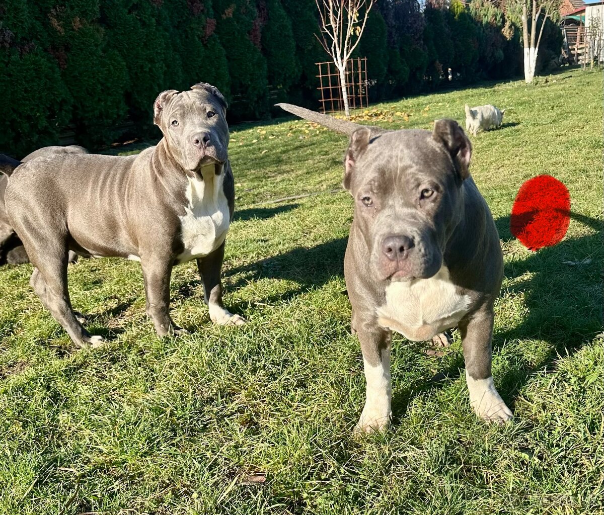 American Bully XL - 11