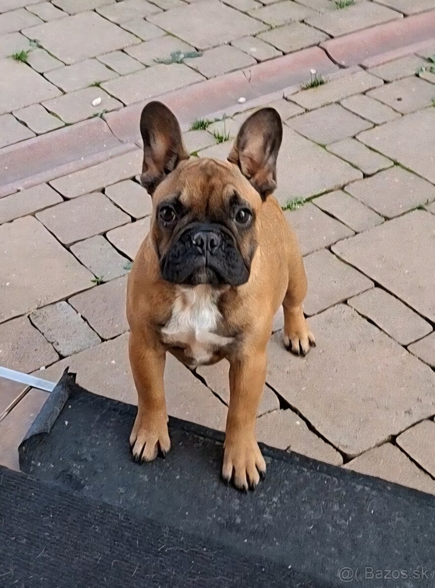 Francouzsky buldoček s PP - sučky - 11