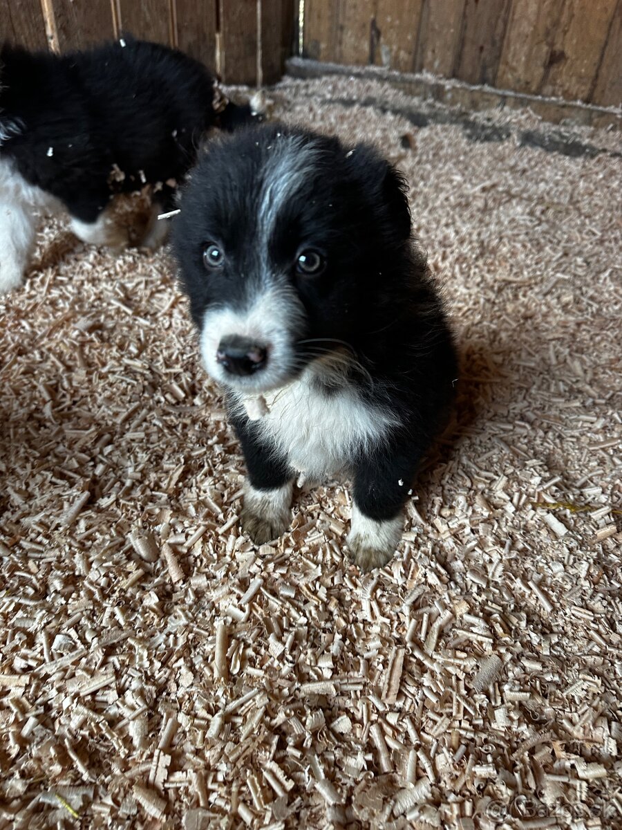 Šteniatka Border kólia - za symbolickú cenu - 11