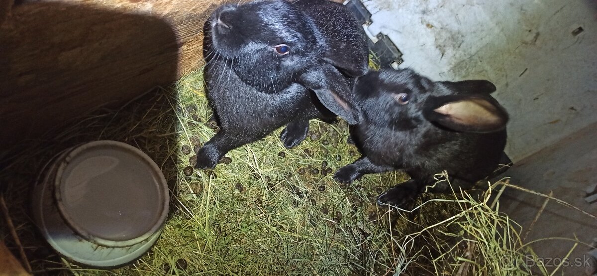 Predám králiky 4,5 mesačne - 11