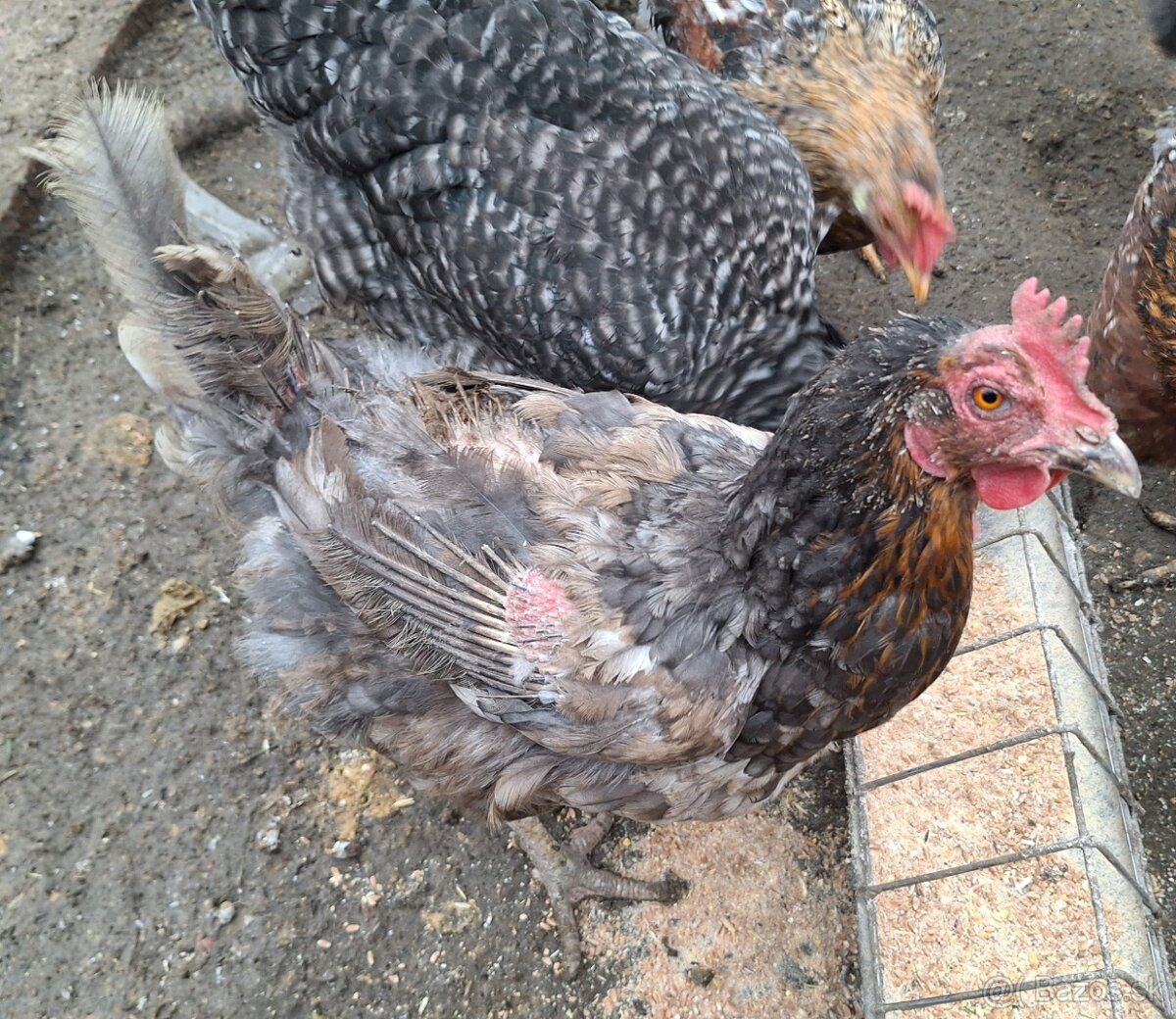 sliepky na polievku 5ks - 11