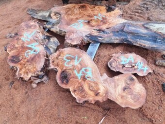 Očková jelša, očkový javor,očková hlošina,nádory, korenica.. - 11