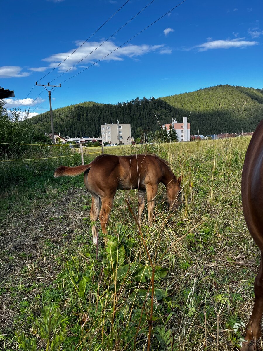 APH SORREL ŽREBČEK NA PREDAJ - 11