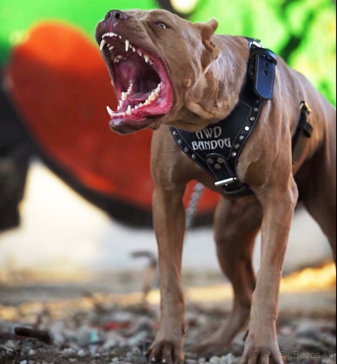 Bandog, cane corso, presa, doga, pitbull - 11