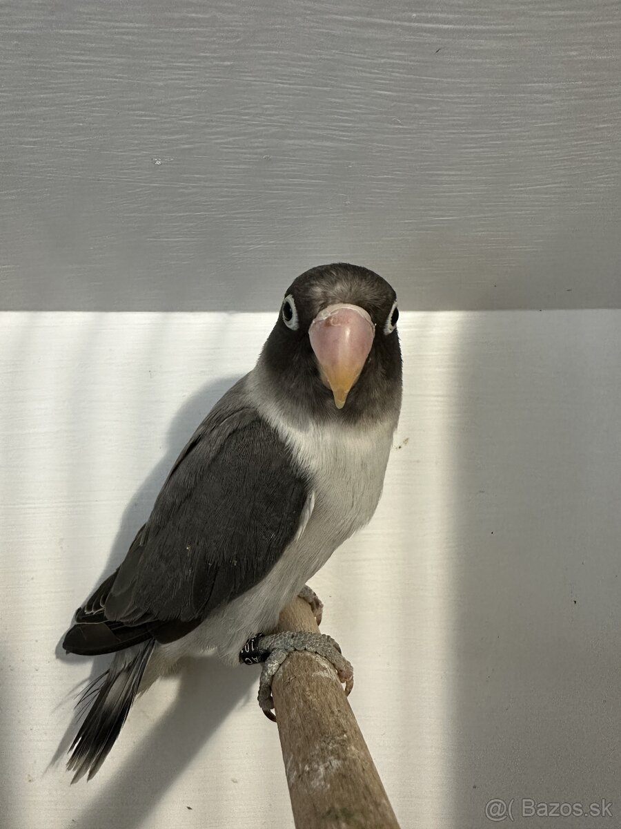 Agapornis škraboškový - 11