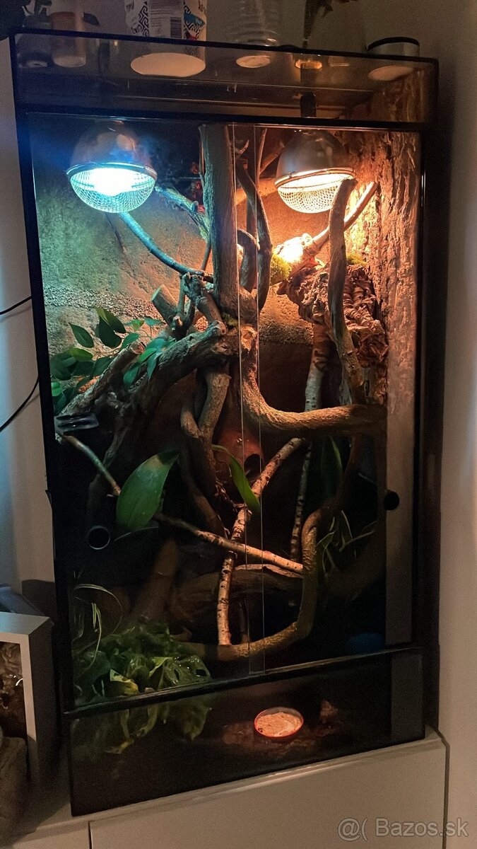 Tri pagekóny riasnaté-samec a dve samičky - 11