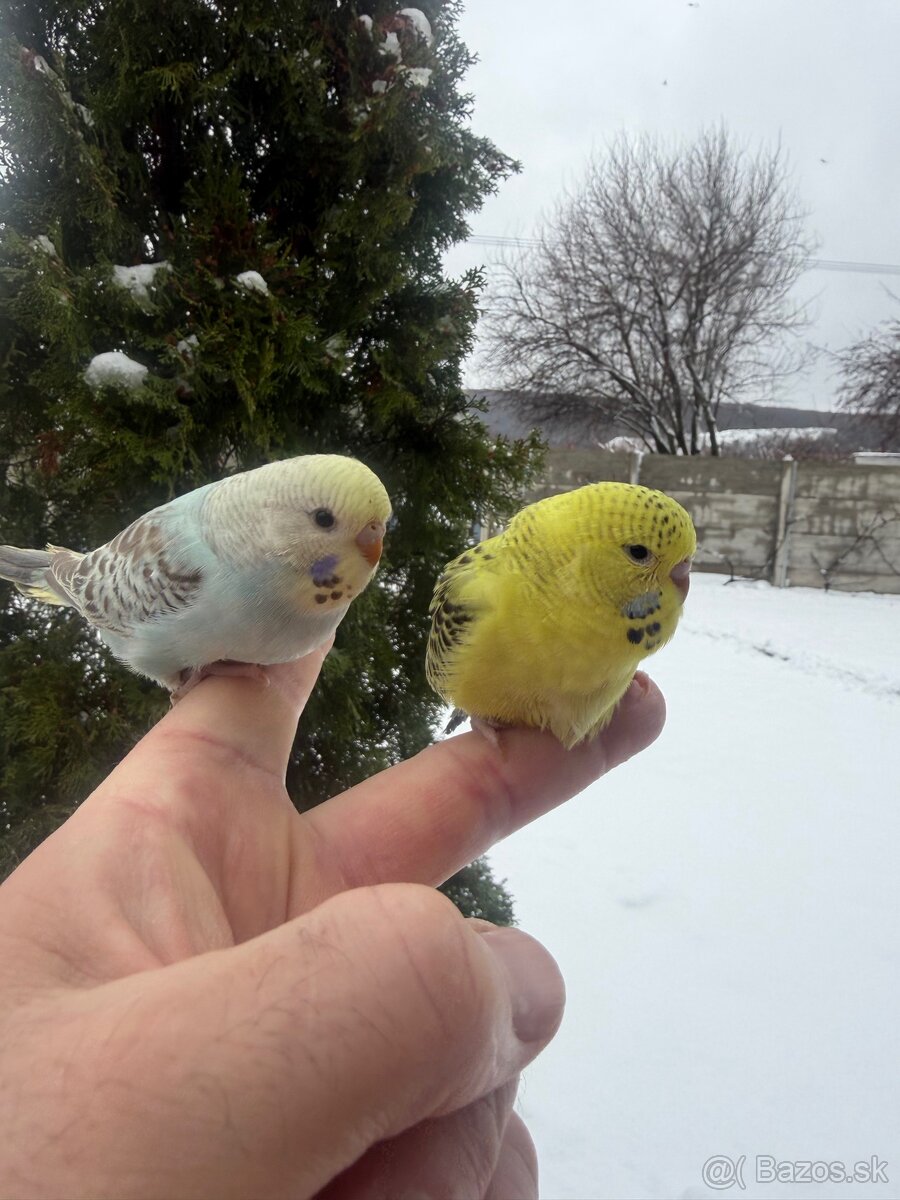 Andulky mlada Maznačik - 11