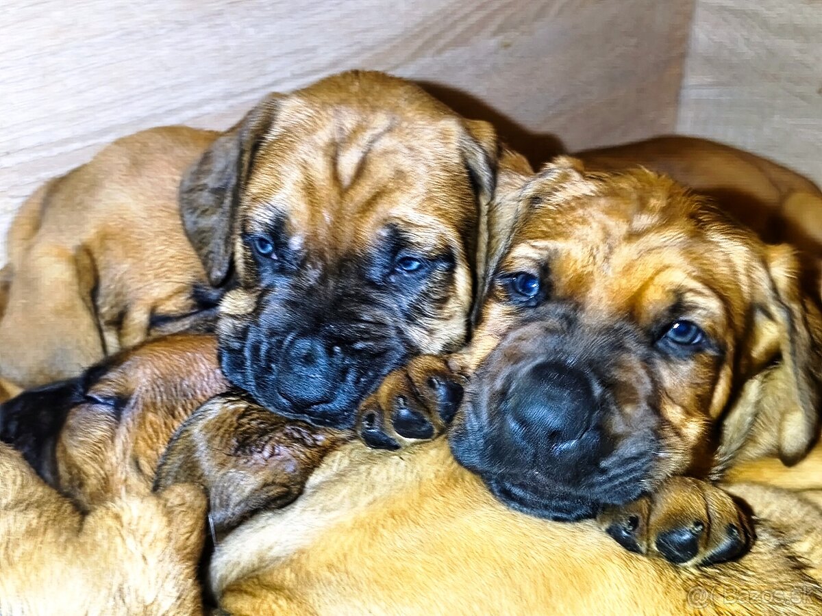 TOSA INU s PP (FCI) - 11