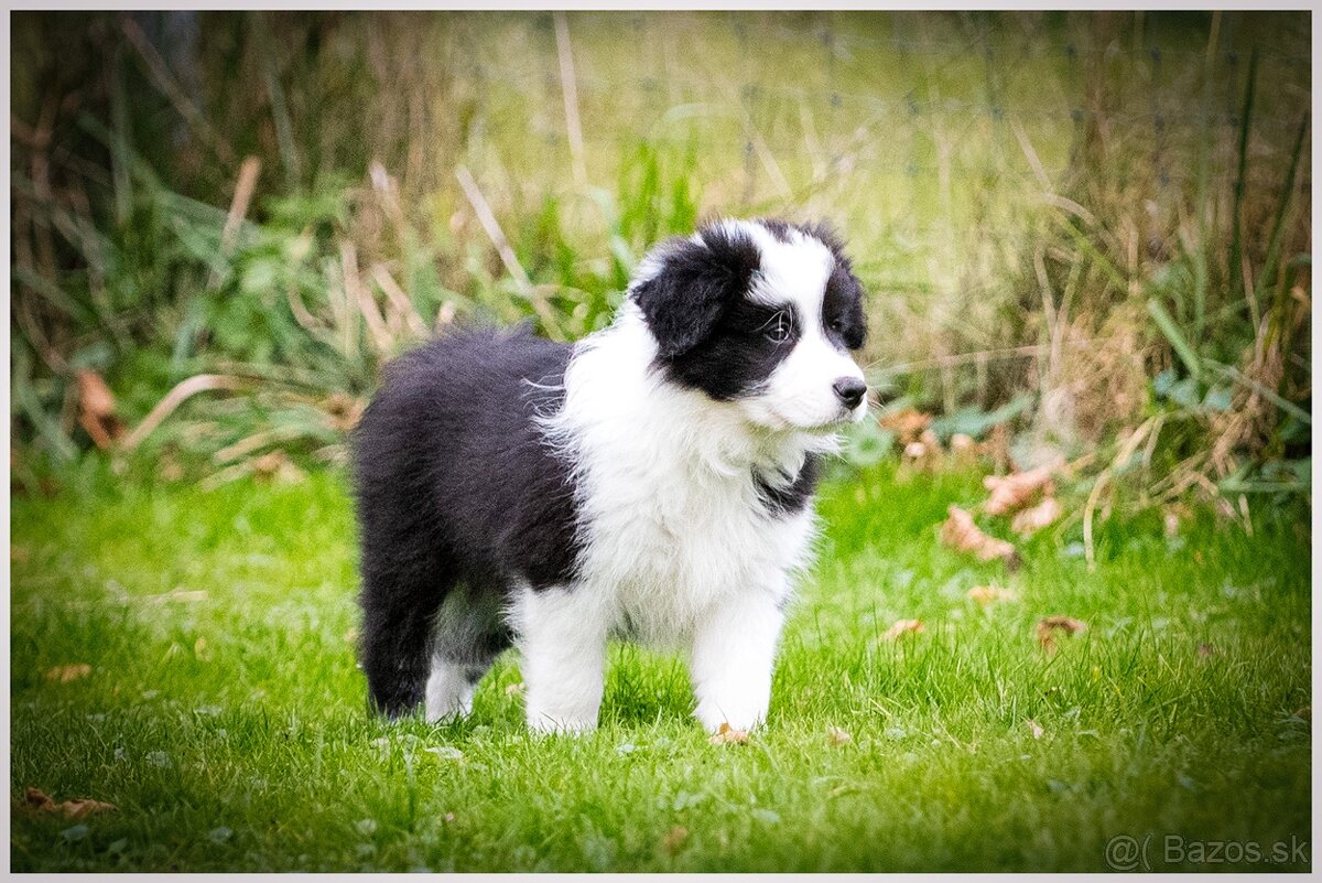 Border Collie Border Kolia s PP FCI - 11