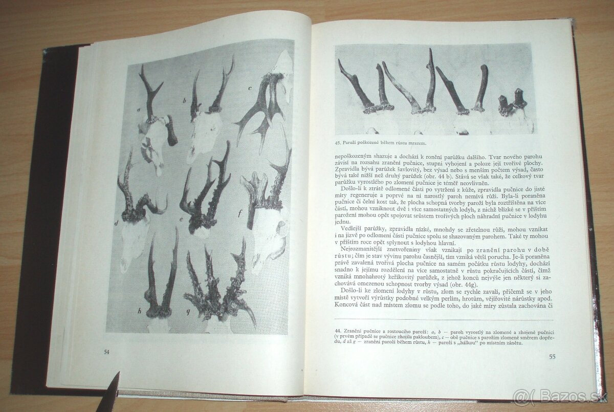 Srnčí zvěř - 11