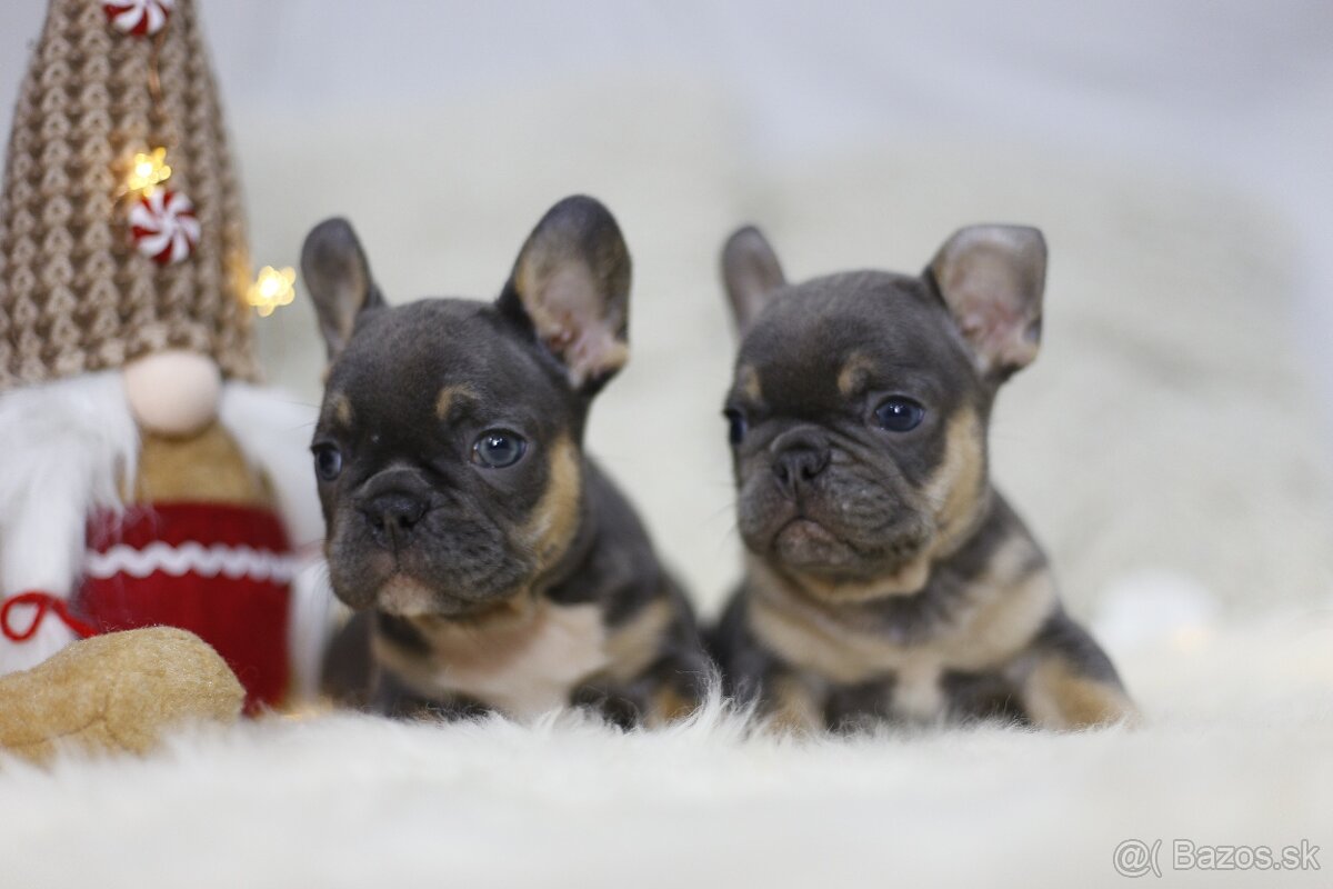 Francúzsky buldoček - 11