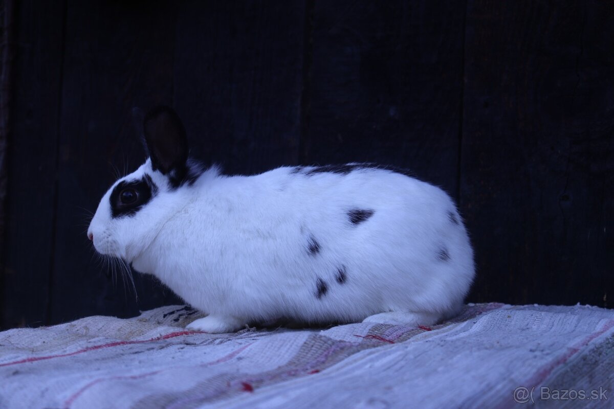 Zakrslé králiky - 11