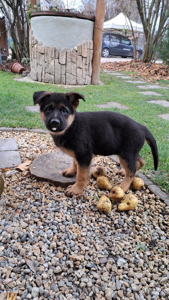 Nemecký ovčiak - šteniatka - 11