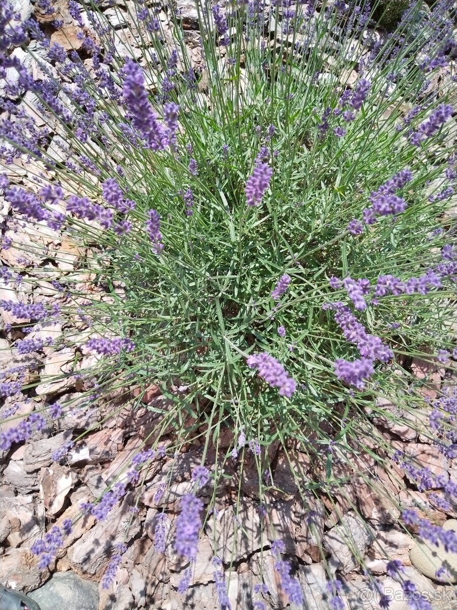 Sušené bylinky 2 - 11