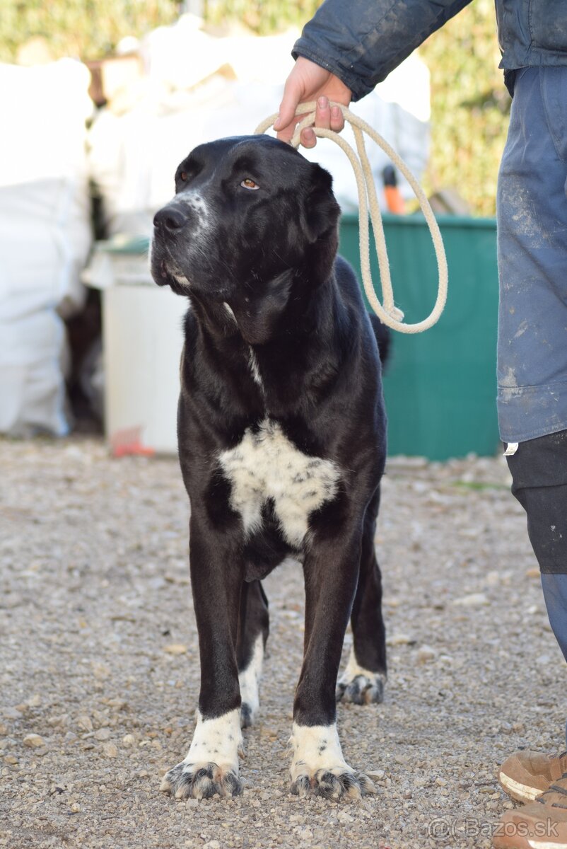 Stredoázijský ovčiak_1 - 11