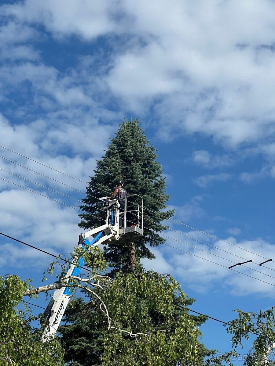 Pílenie stromov, arboristika, výrub stromov, orez stromov - 11