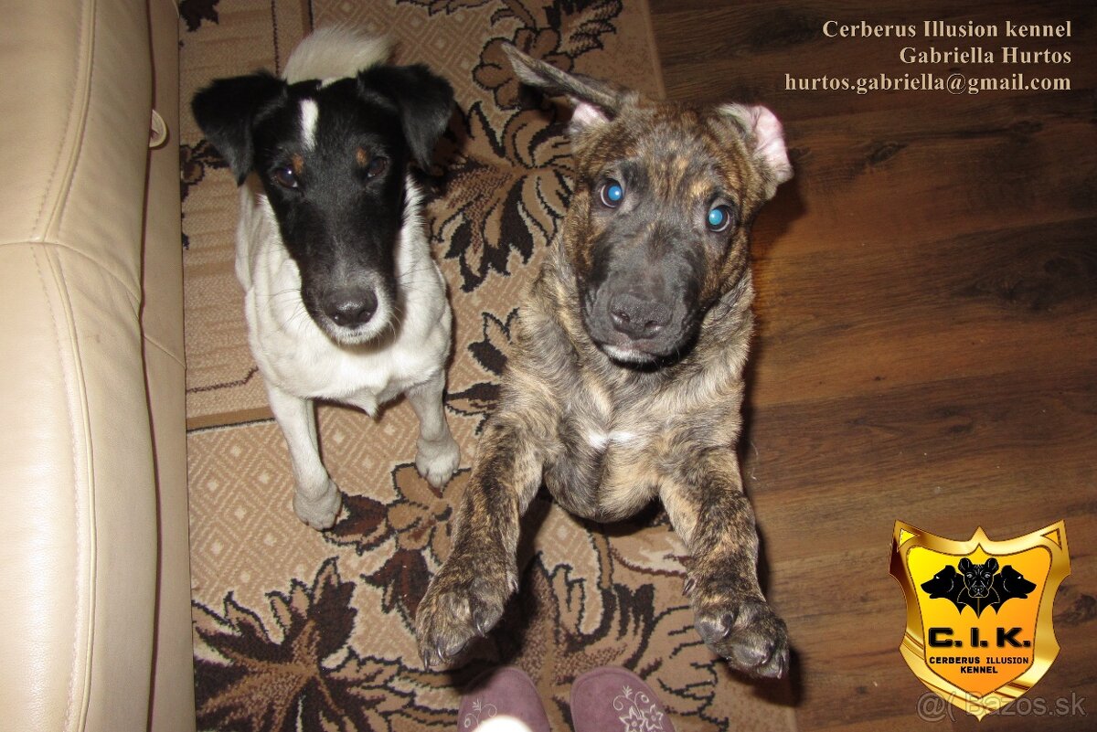 Raritné šteniatko - Uruguajský Cimarron s PP - 11