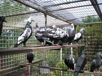 Predám poštové holuby - 11