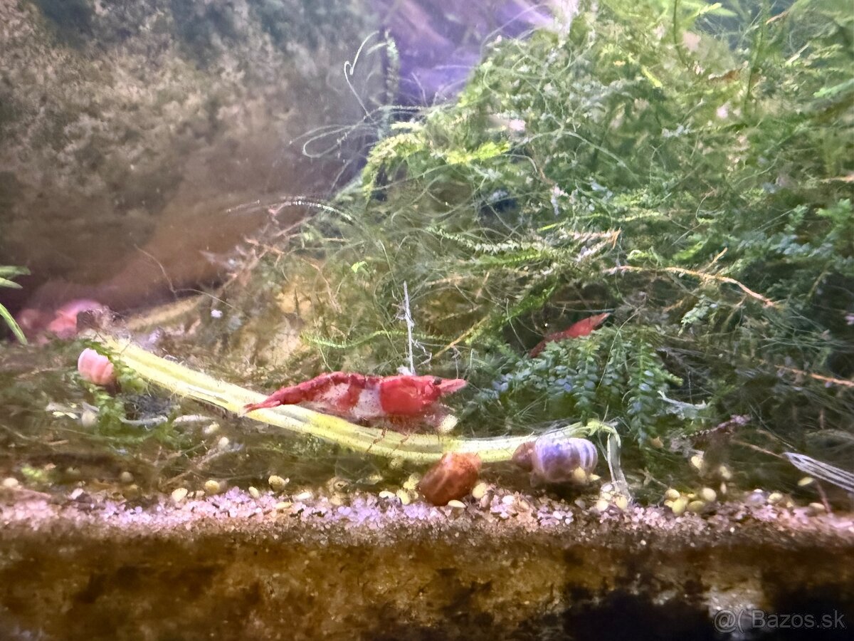 Predám Krevetky, mini ráčiky, gupky, kotúľky. - 11