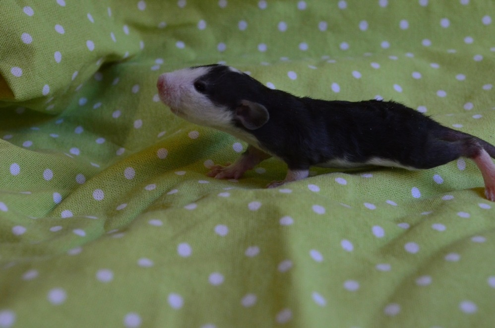 Potkaníky s rodokmeňom - rezervácie - 11