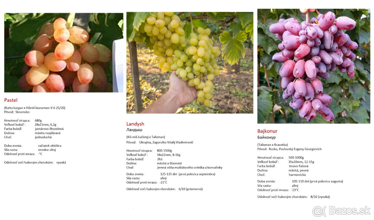 Stolový vinič - sadenice - 11