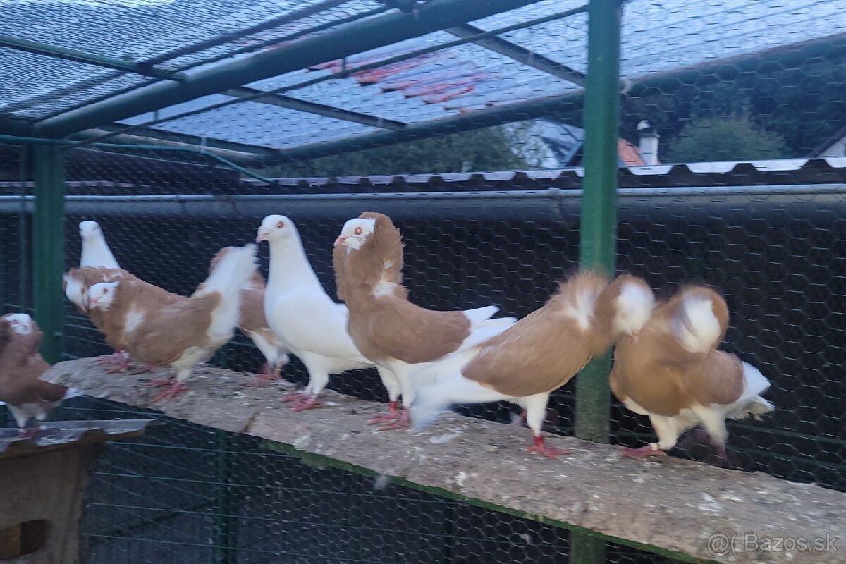 Holuby Parohnare,Kapuciny,Poštove biele - 11