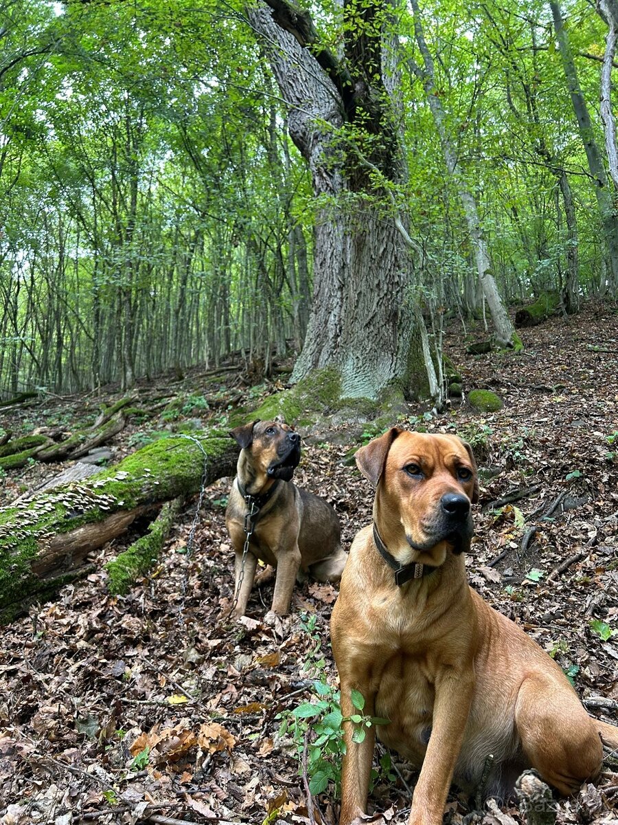 Hľadáme domov pre šteniatka ❤️ - 11