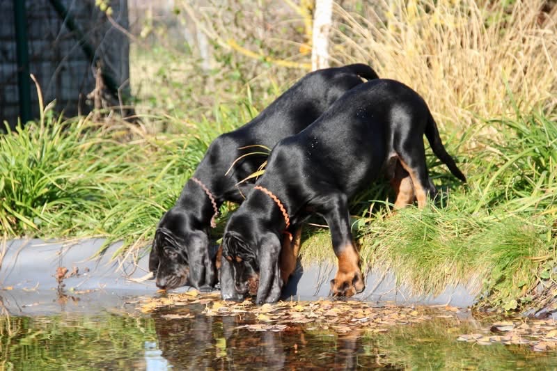 Americký mývalí pes- Black and Tan Coonhound - 11