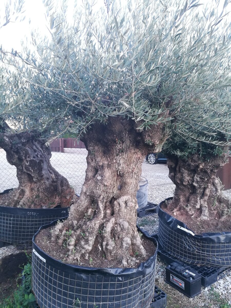 Olivovník Europea - 11