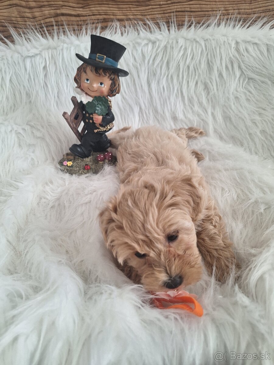 Maltipoo šteniatka, F1 - 11