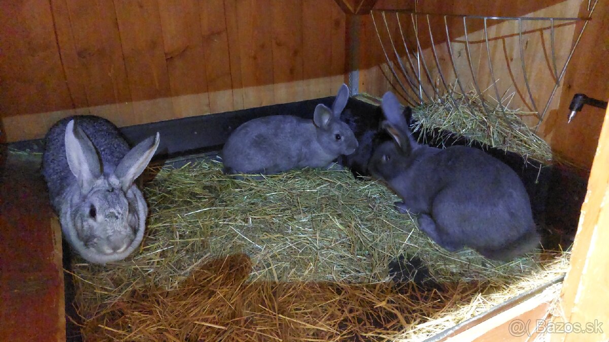 Králiky do chovu - 11