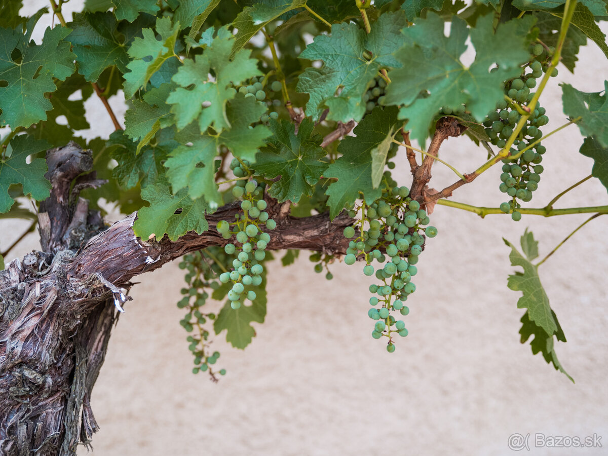 Starý vinič v kvetináči - 11