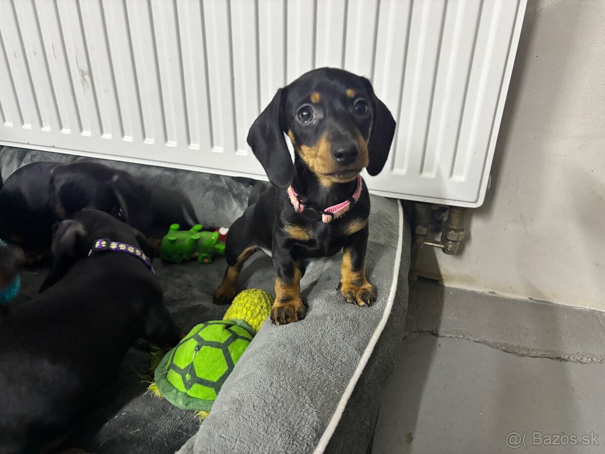 Jazvečík kratkosrstý - 11