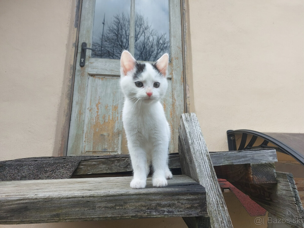 Podarujem mačiatka - 11