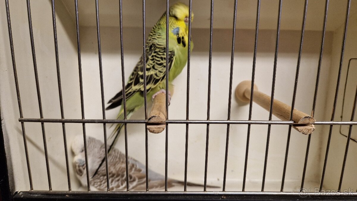 Vystavne Andulky - 11