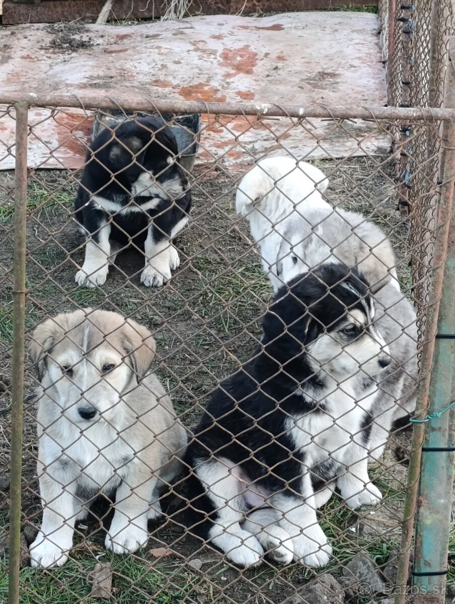 Predám Šteniatka - 11