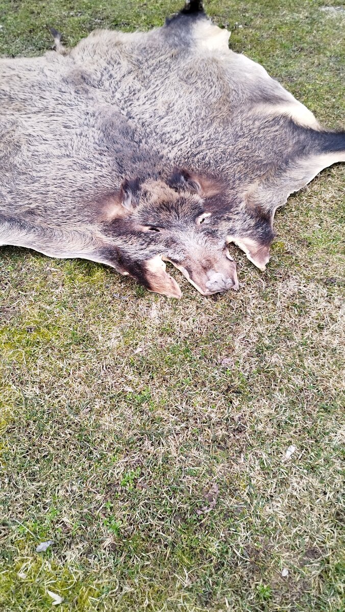 Predám vypracovanu kožu zlatého diviaka parožie zhody trofej - 11