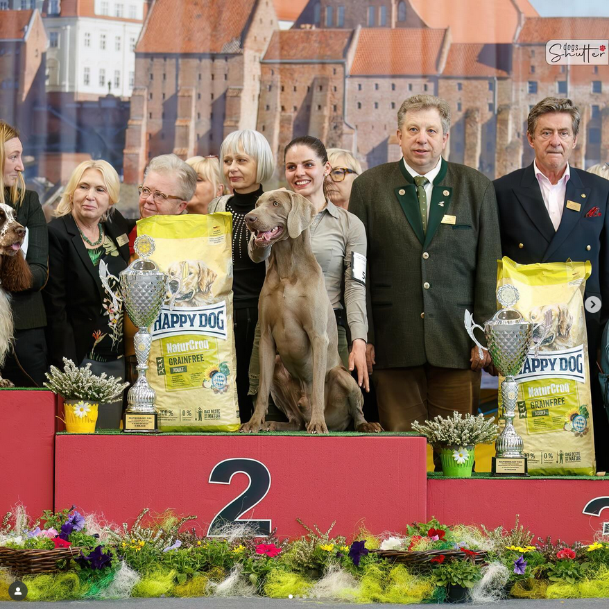 Weimarský krátkosrstý stavač - štěniatka s PP - 11