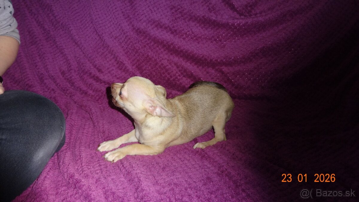 čivava krátkosrstá - 11