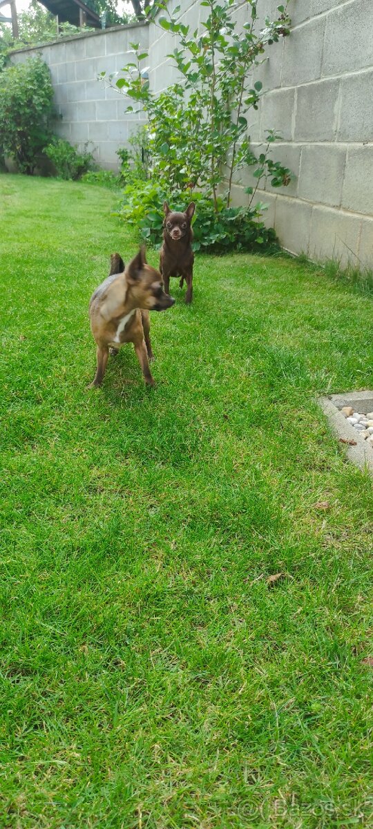 Stráženie psov - 11