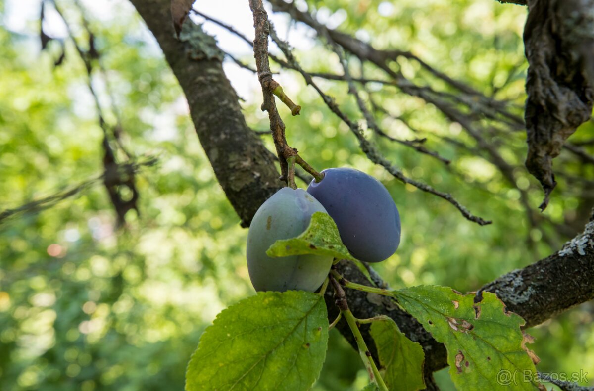 EXKLUZÍVNE : NA PREDAJ SLNEČNÁ ZÁHRADA NA SUCHOM VRCHU - 11