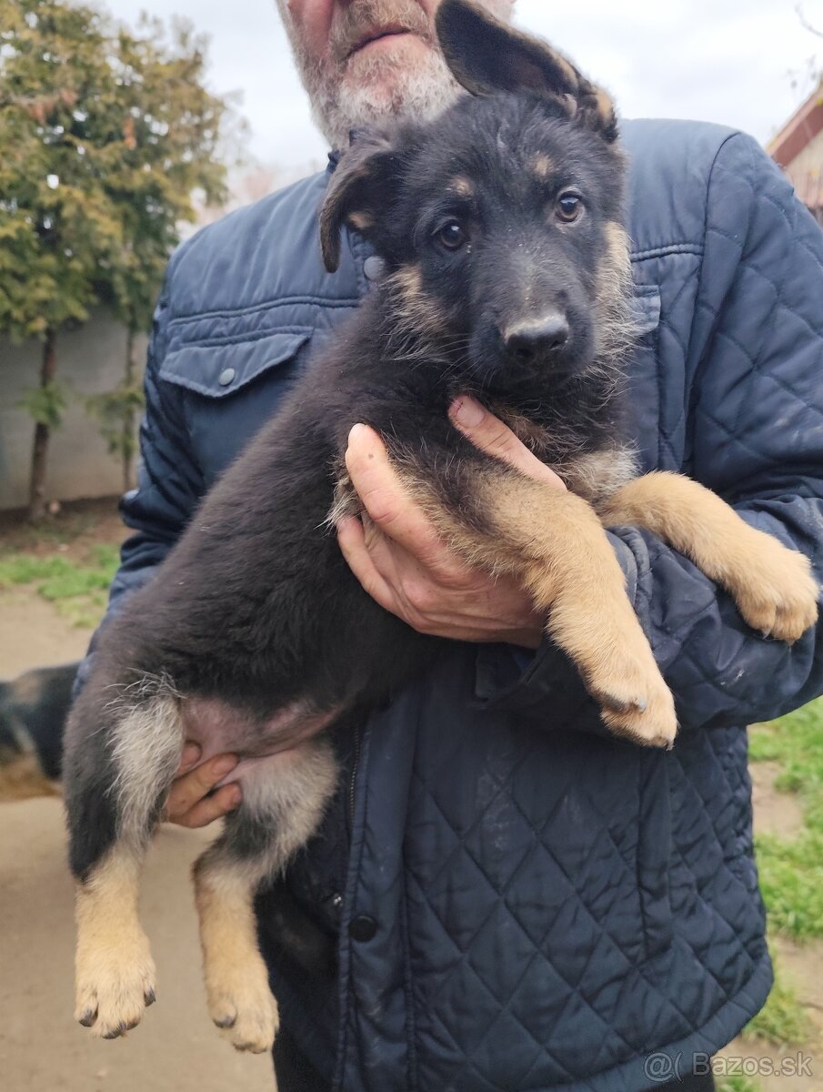 Nemecký ovčiak - 11