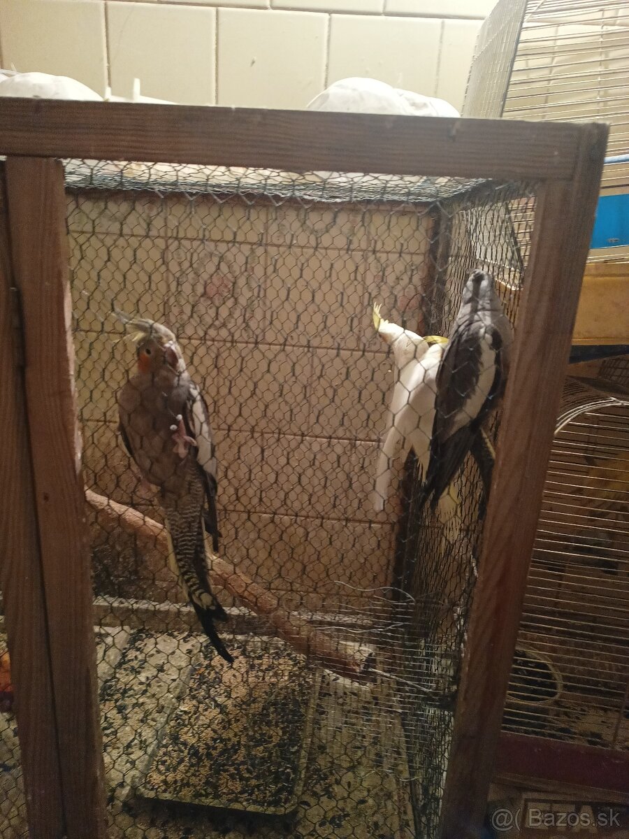 Predám korely aj andulky - 11